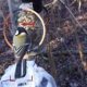 Alat vještačke inteligencije za raspoznavanje jedinki ptica