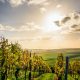 Deset najboljih softvera za upravljanje vinogradima